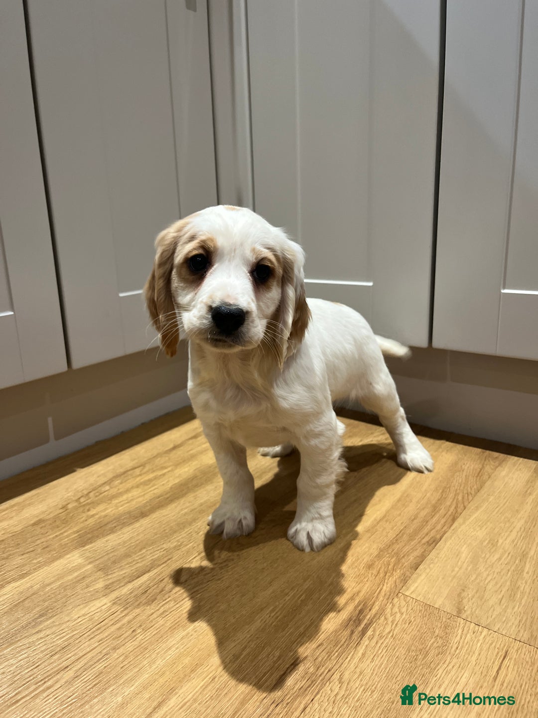 Cocker Spaniel dogs for sale: KC COCKER SPANIEL PUPPIES  - Advert 2