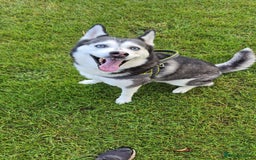 Siberian Husky dogs for sale: Siberian husky rehome - Image 2