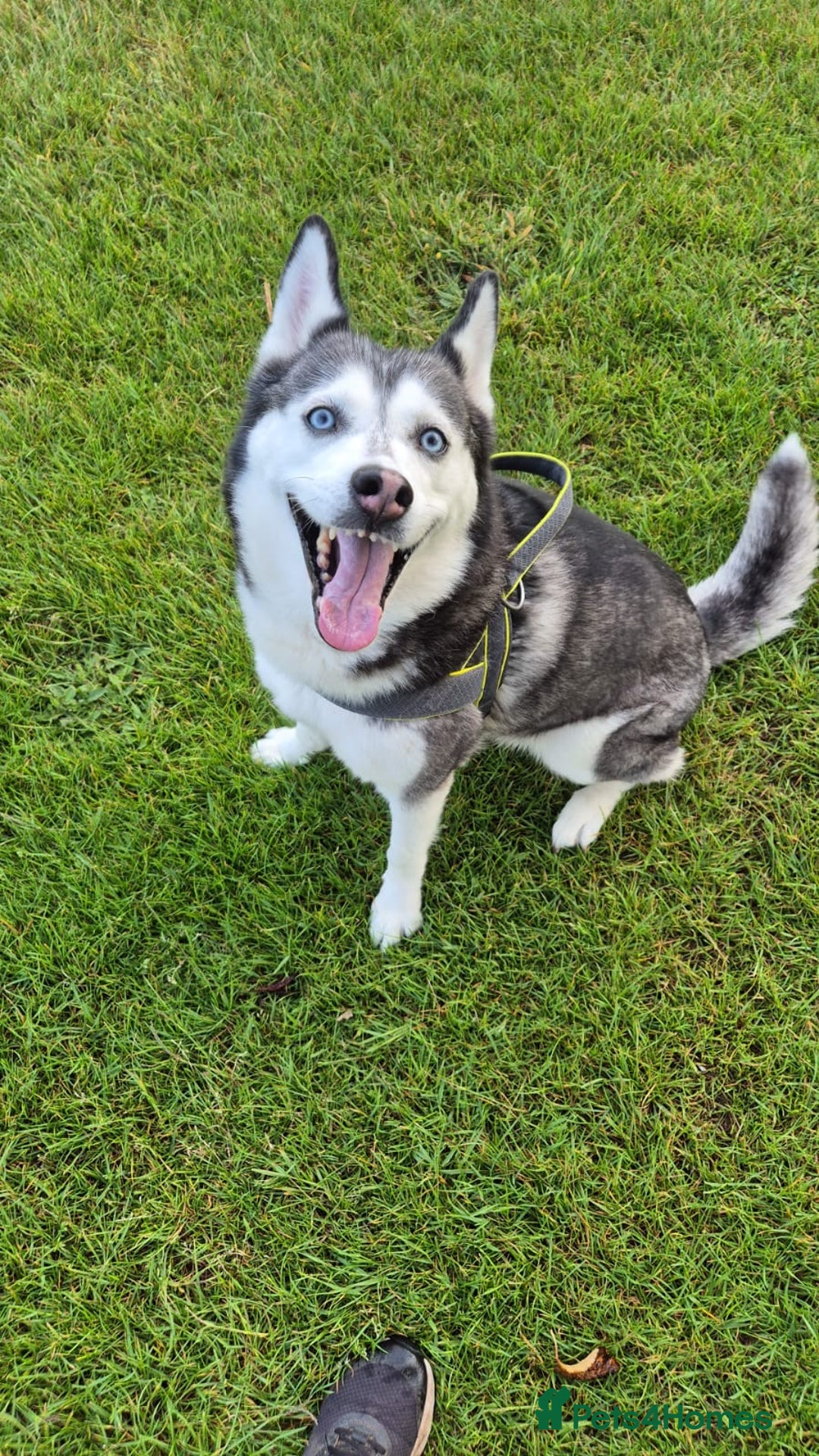 Siberian Husky dogs for sale: Siberian husky rehome - Image 2