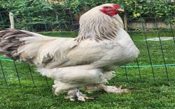 Chickens poultry for sale: Hatching eggs - Image 11