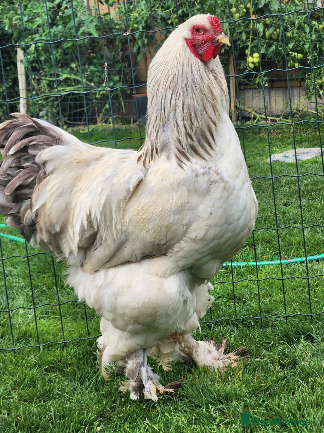 Chickens poultry for sale: Hatching eggs - Image 11