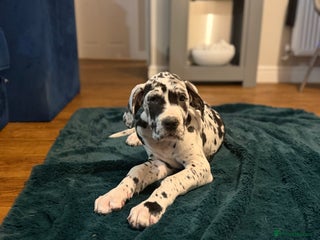 Great Dane dogs Two Kc registered Great Danes available - Advert 4