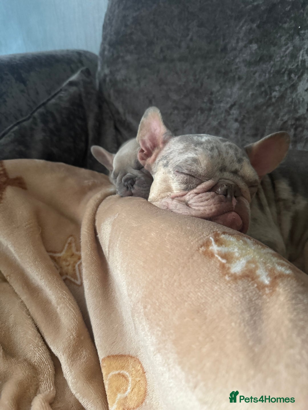 French Bulldog dogs for sale: French bulldog puppies  - Advert 5
