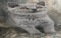 British Shorthair cats for sale: 2 Gorgeous Brittsh Kittens Fully Vaccinated  - Image 1