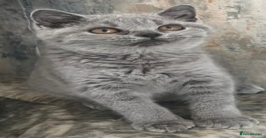 British Shorthair cats - Advert 11