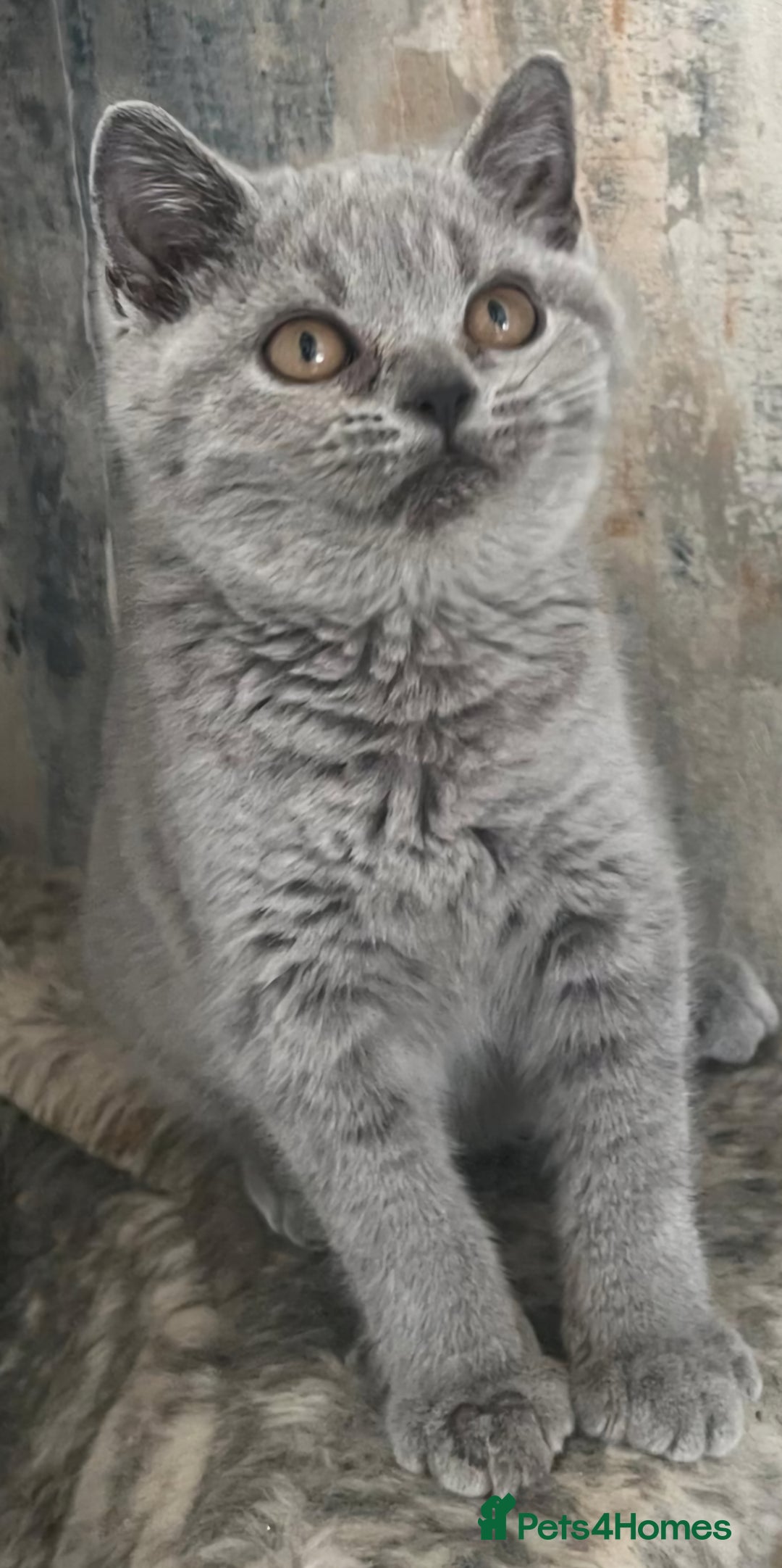 British Shorthair cats for sale: 2 Gorgeous Brittsh Kittens Fully Vaccinated  - Image 1