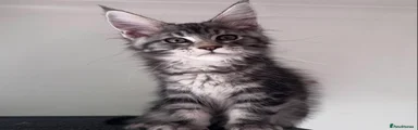 Maine Coon 1