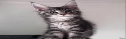 Maine Coon cats for sale: Maine Coon active kittens - Advert 7