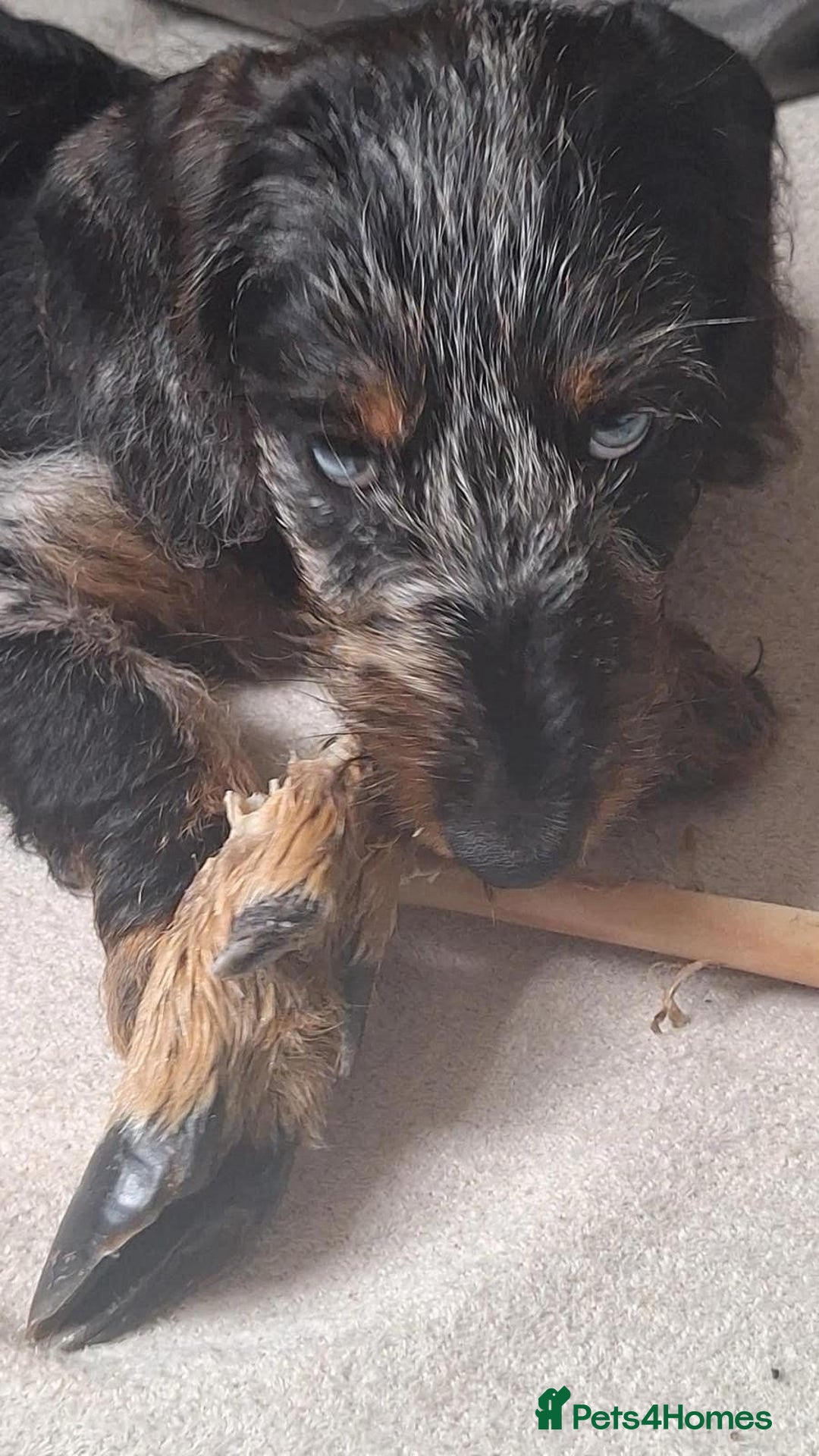 Dachshund dogs for sale: Dachshund puppy - Advert 1