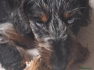 Dachshund dogs Dachshund puppy - Advert 2