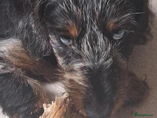 Dachshund dogs Dachshund puppy - Advert 18