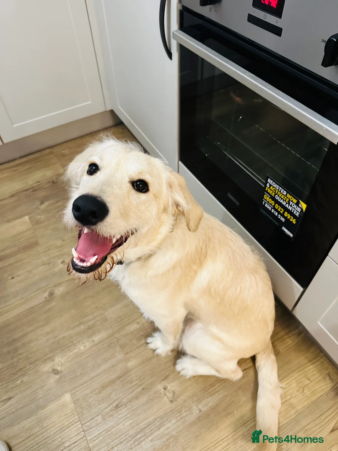 Labradoodle dogs for sale: Labradoodle 8 months - Advert 1