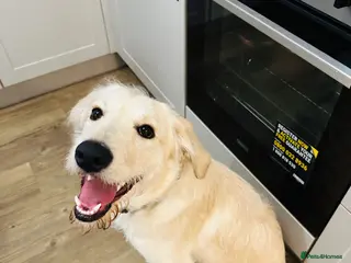 Labradoodle dogs Labradoodle 8 months - Advert 1