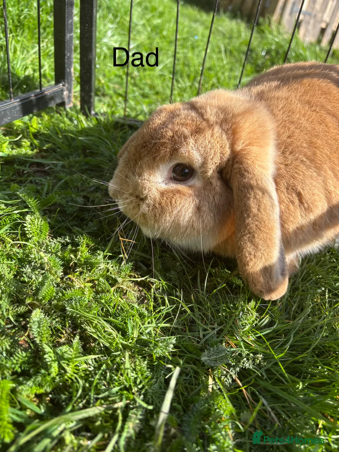 Mini Lop rabbits for sale: Mini lops  - Advert 5