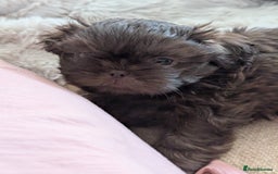 Shih Tzu dogs for sale: Imperial Shitzus - Image 4