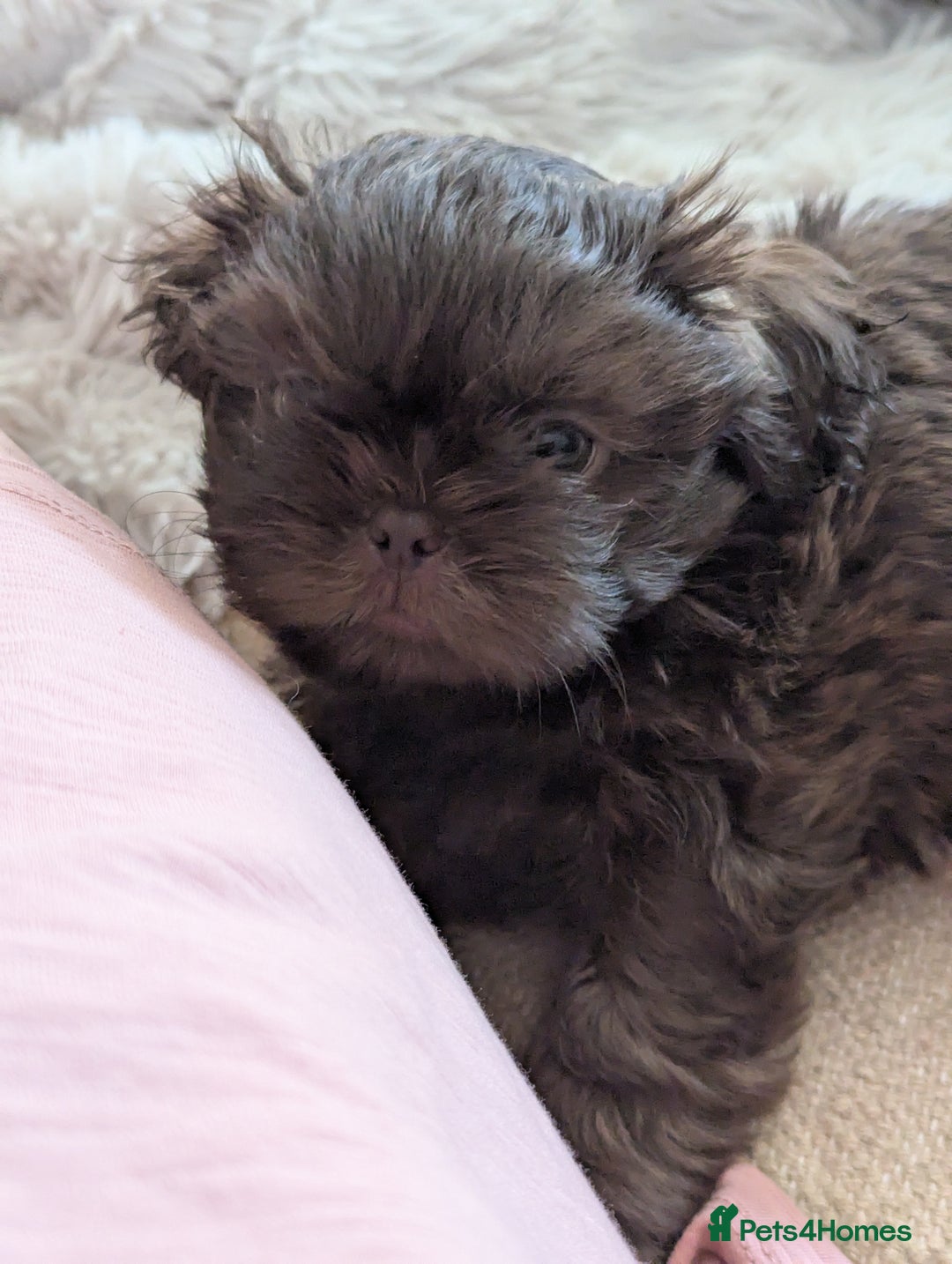 Shih Tzu dogs for sale: Imperial Shitzus - Image 4