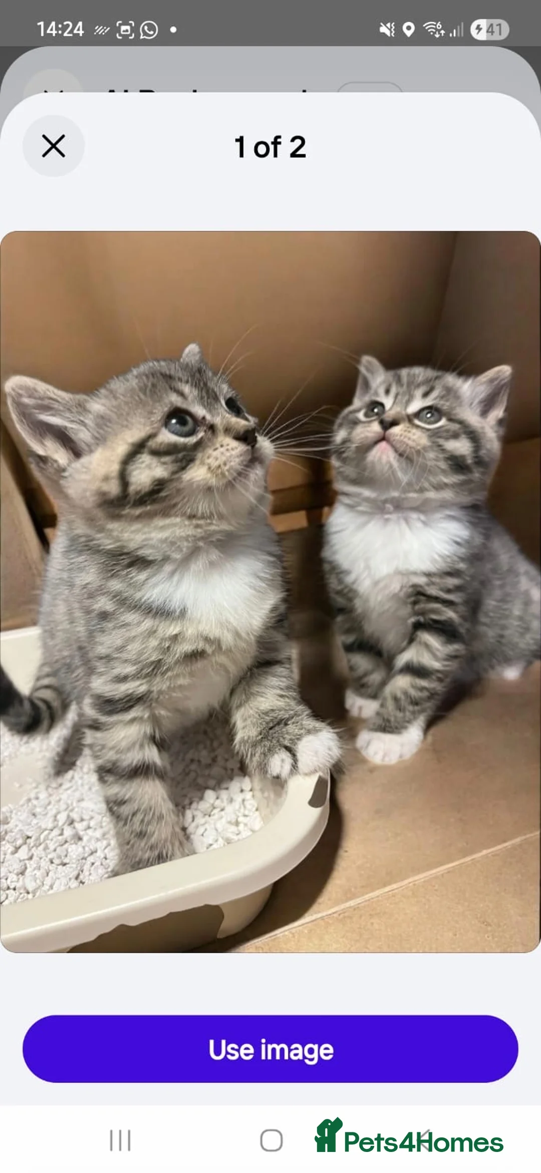 Mixed Breed cats for sale: Stunning Ragdoll / Bengal Mixed Kittens in Shipley - Advert 2