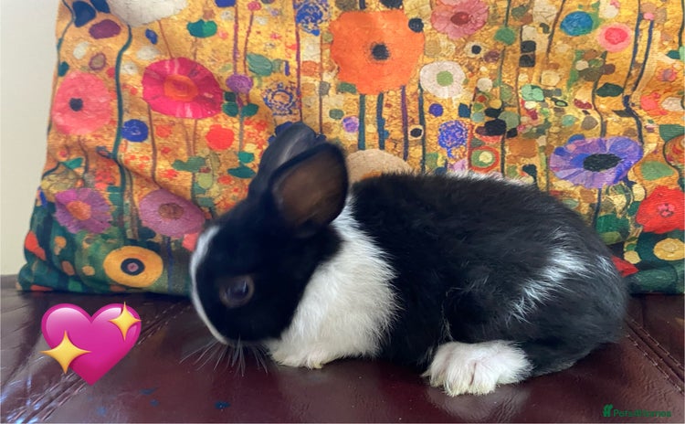 Netherland Dwarf rabbits - Advert 19