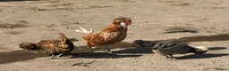 Chickens poultry for sale: Let’s Farm Poultry  - Advert 10