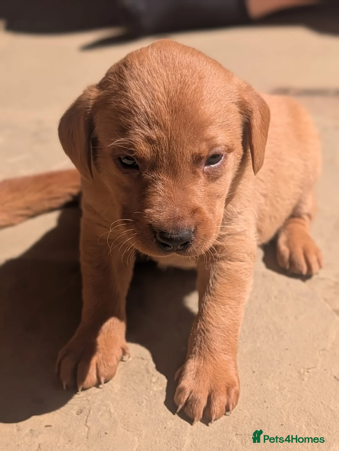 Labrador Retriever dogs for sale: Fox Red Labrador Puppies  - Advert 2