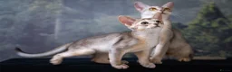 Abyssinian cats for sale: Buddy-Silver Abyssinian boy-Available-TOP quality - Advert 7