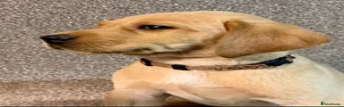 Labrador Retriever 4