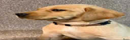 Labrador Retriever dogs for sale: Labrador Puppies - Advert 16