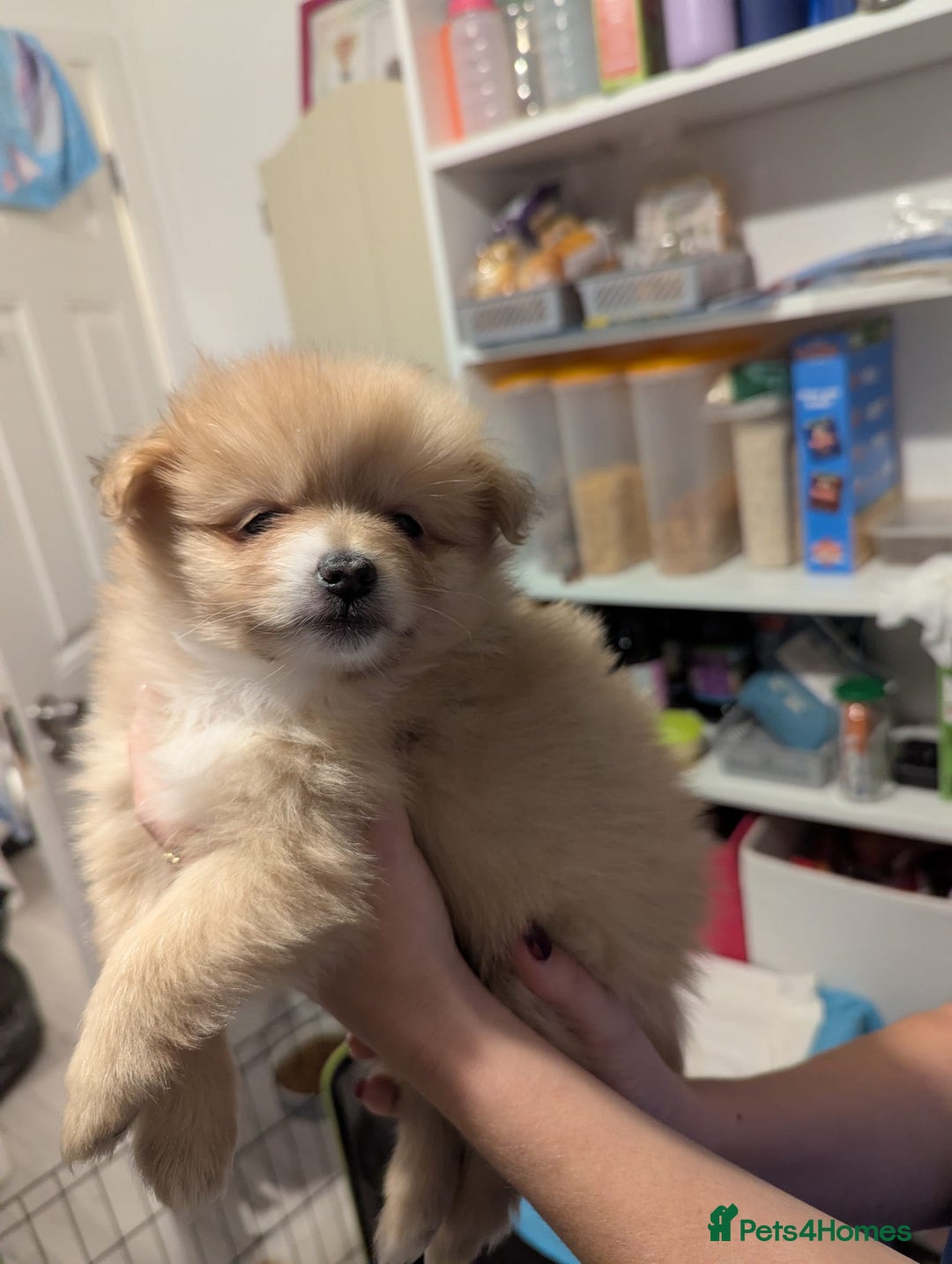 Pomeranian dogs for sale: Beautiful pom puppies - Advert 18