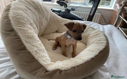 Italian Greyhound dogs for sale:  Beautiful Italian greyhound puppies  - Image 31