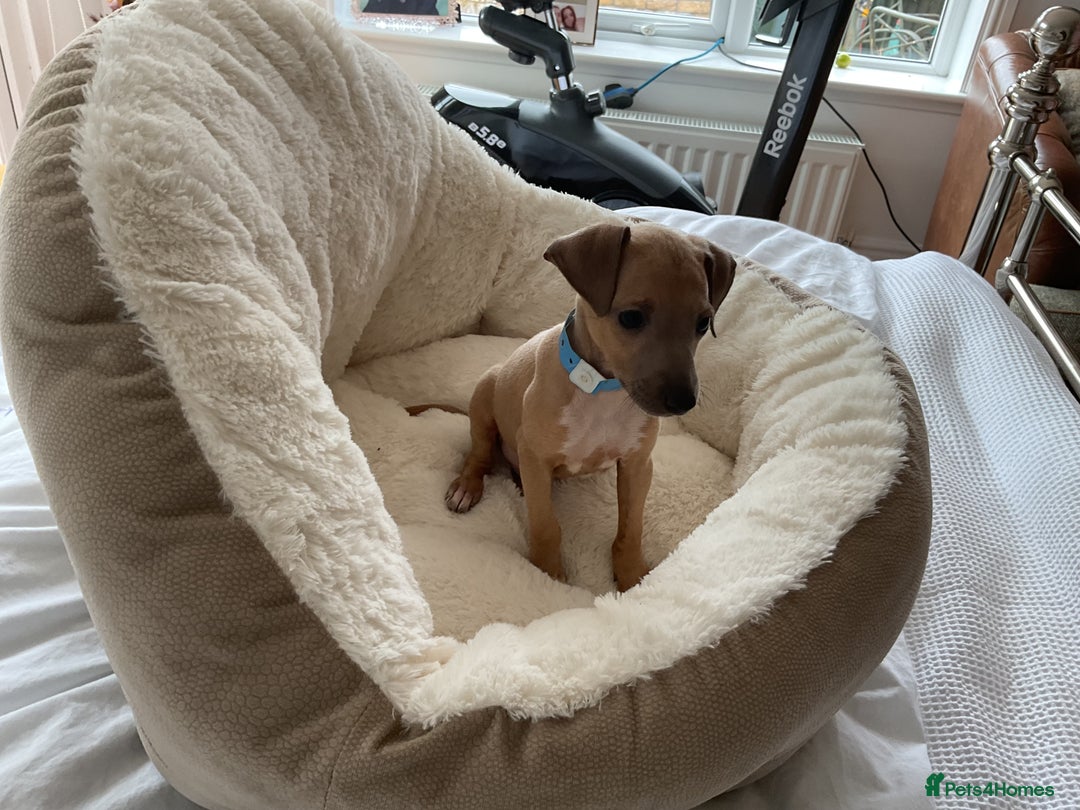 Italian Greyhound dogs for sale:  Beautiful Italian greyhound puppies  - Image 31