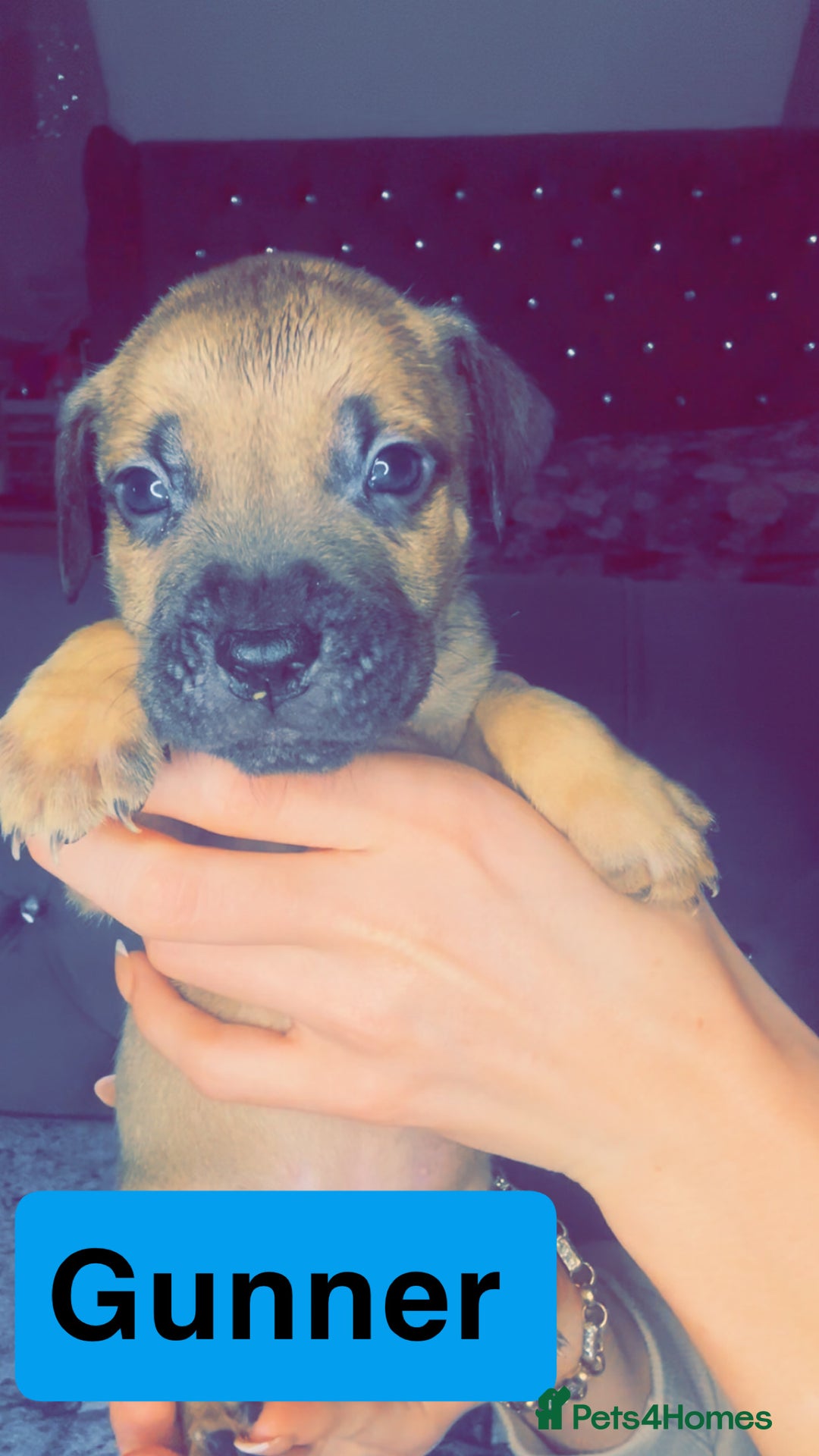 Mixed Breed dogs for sale: Mastiff puppies - Advert 18