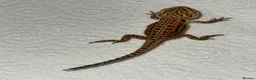 Bearded Dragon reptiles for sale: Baby Bearded Dragons For Sale! - Advert 5