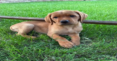 Labrador Retriever dogs - Advert 14