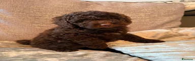 Cockapoo 2