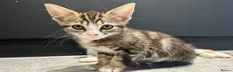 Mixed Breed cats for sale: Affectionate Brother & Sister Kittens - Advert 14