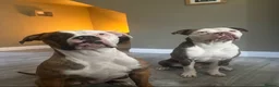 Mixed Breed dogs for sale: American bulldog x staffy  - Advert 3