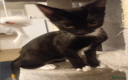 British Shorthair cats for sale: 14 week Boy kitte - Image 1