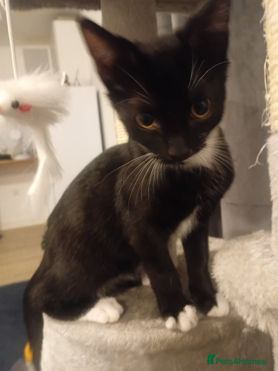 British Shorthair cats for sale: 14 week Boy kitte - Image 1