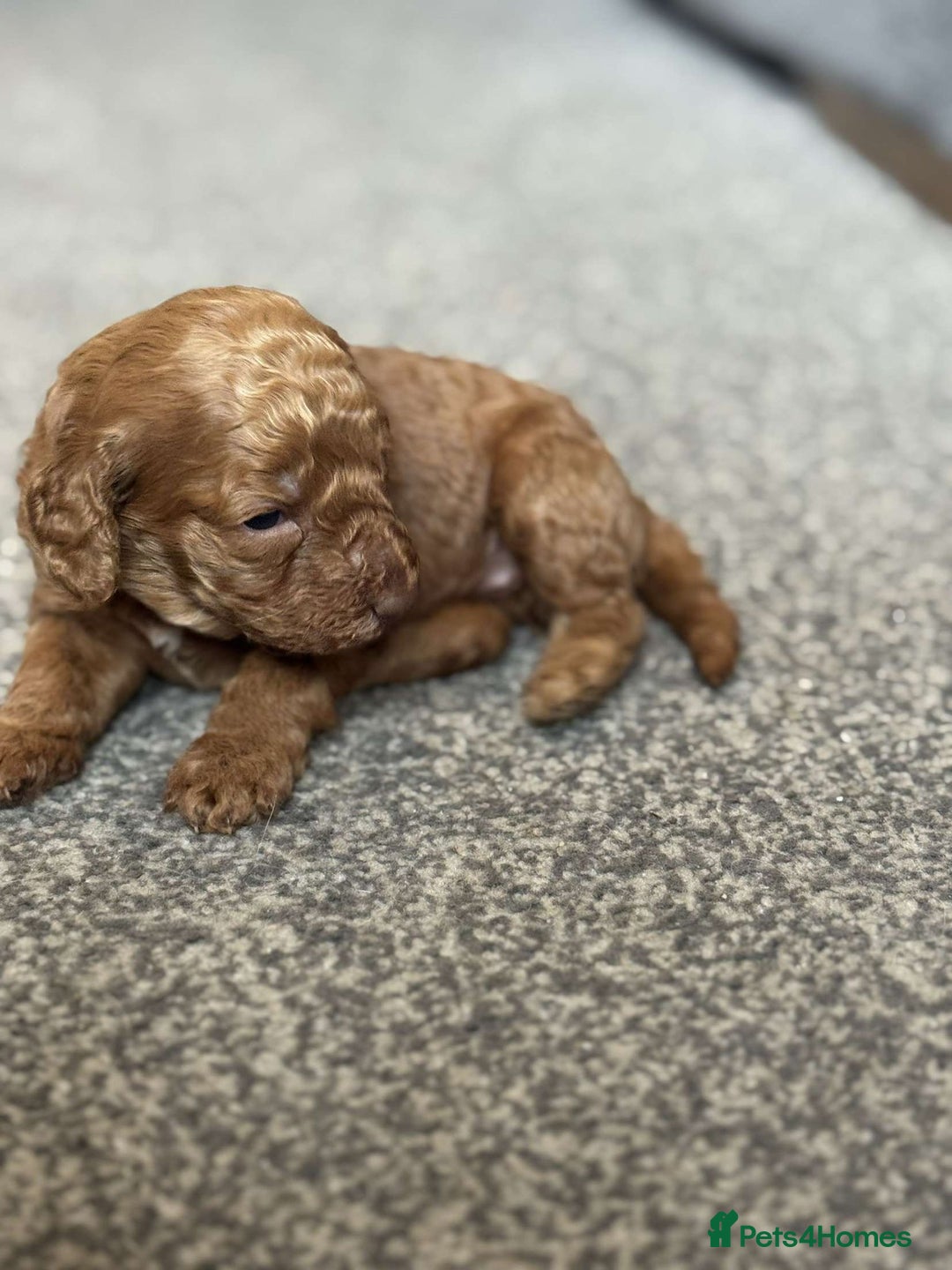 Cockapoo dogs for sale: 2 weeks old cockapoos  - Image 12