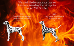 Dalmatian dogs for sale: Dalmatian Puppies 26th Oct Exceptional Pedigree  - Image 2