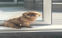 Shih Tzu dogs for sale: Imperial Shihtzu puppies - Image 10