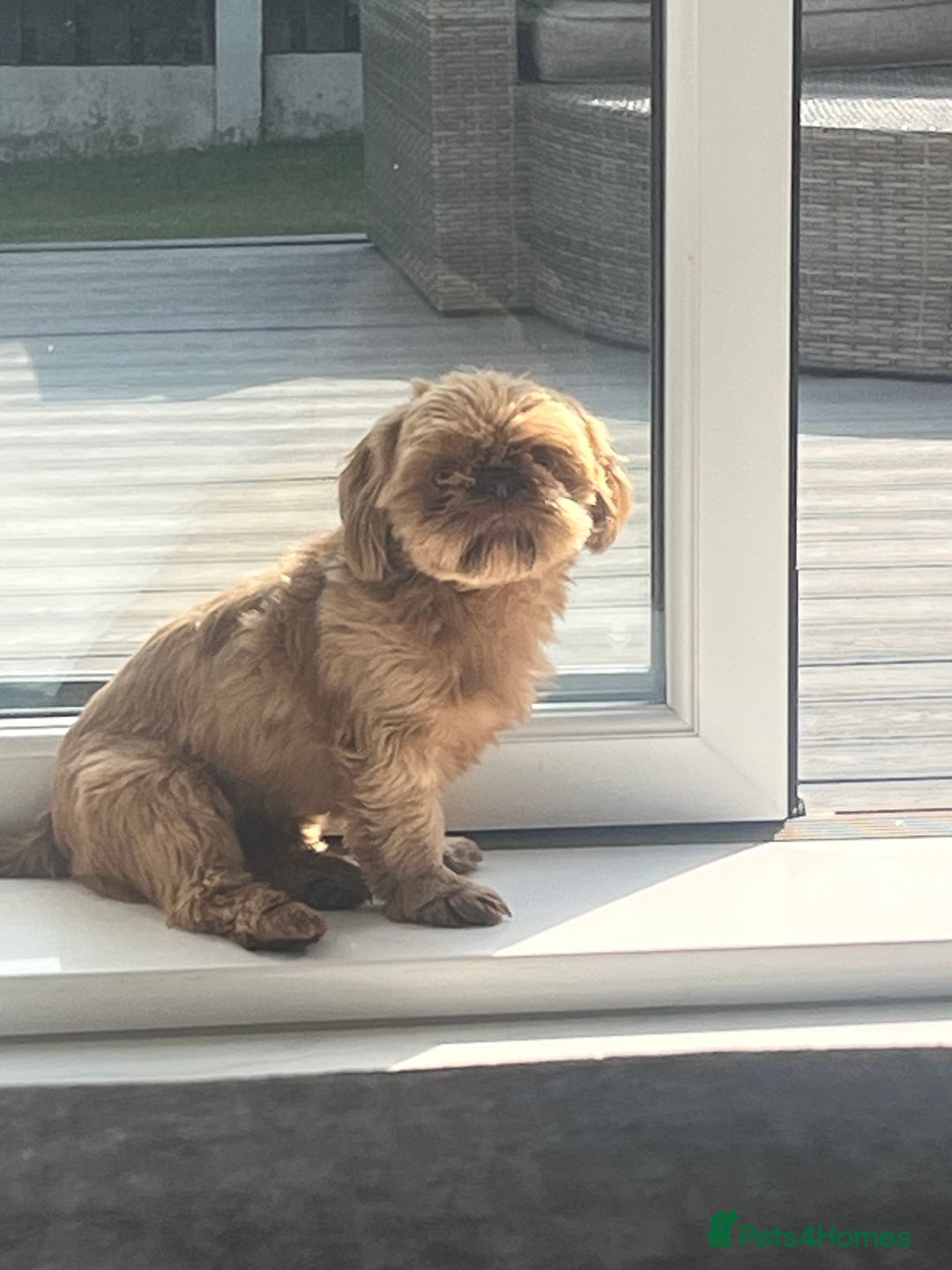 Shih Tzu dogs for sale: Imperial Shihtzu puppies - Image 10