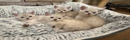 Bengal cats for sale: Snow Leopard/Bengals kittens  - Advert 13