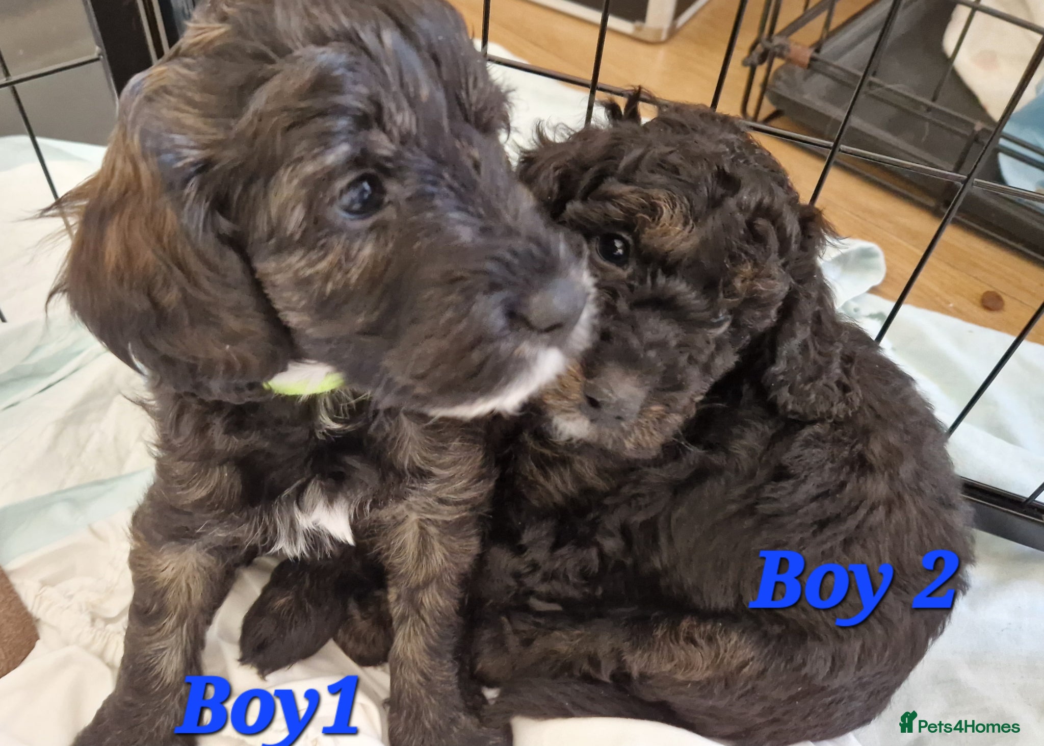 Cockapoo dogs F1b Cockapoos  - Advert 6