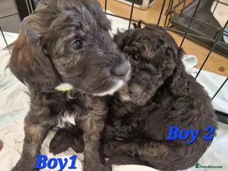 Cockapoo dogs F1b Cockapoos - Advert 15