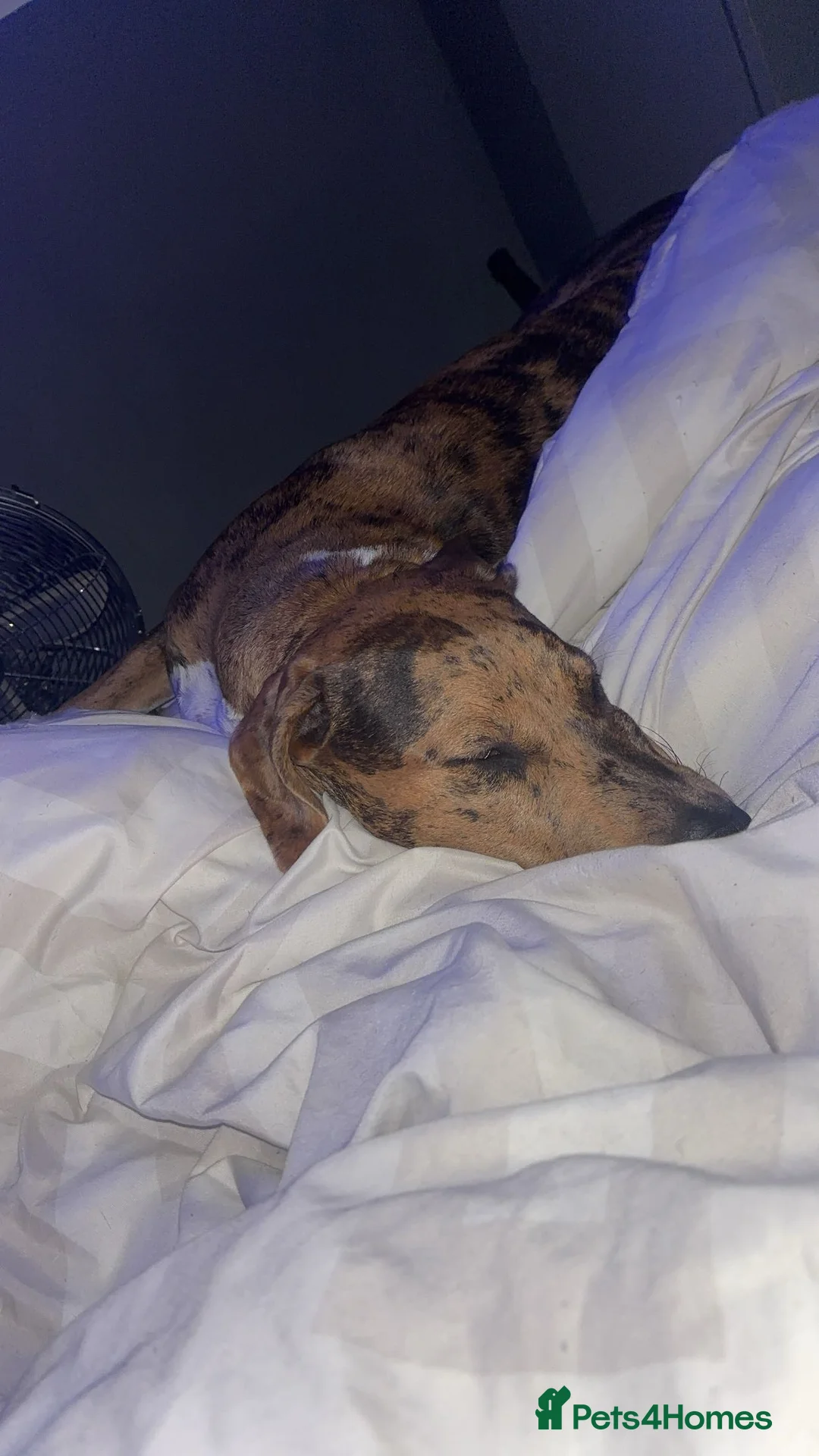 Mixed Breed dogs for sale: Fraya - Advert 1