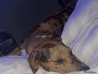 Mixed Breed dogs Fraya - Advert 1