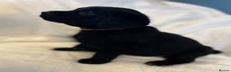 Labrador Retriever dogs for sale: Beautiful labs available  - Advert 9