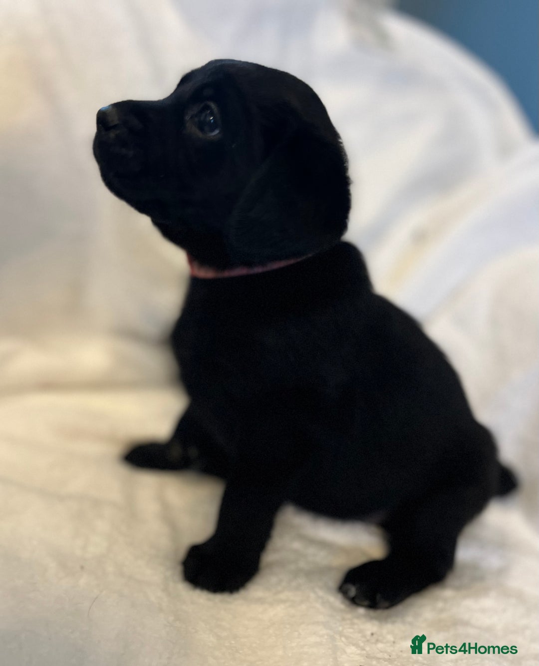 Labrador Retriever dogs for sale: Beautiful labs available  - Advert 9