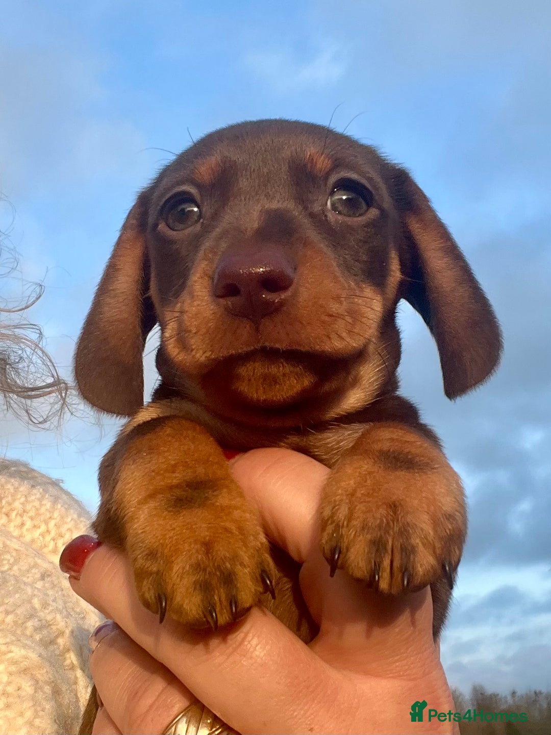 Miniature Dachshund dogs for sale: STUNNING MINI SMOOTH HAIR PRA CLEAR DACHSHUND PUPS - Advert 4